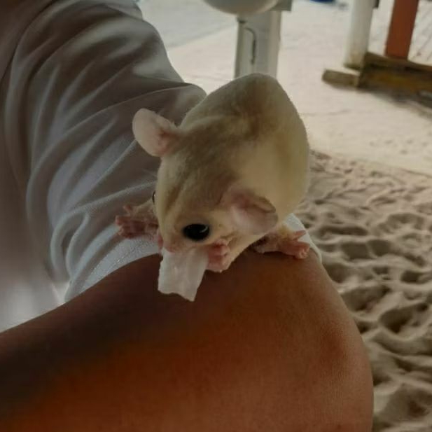 Leucistic jantan