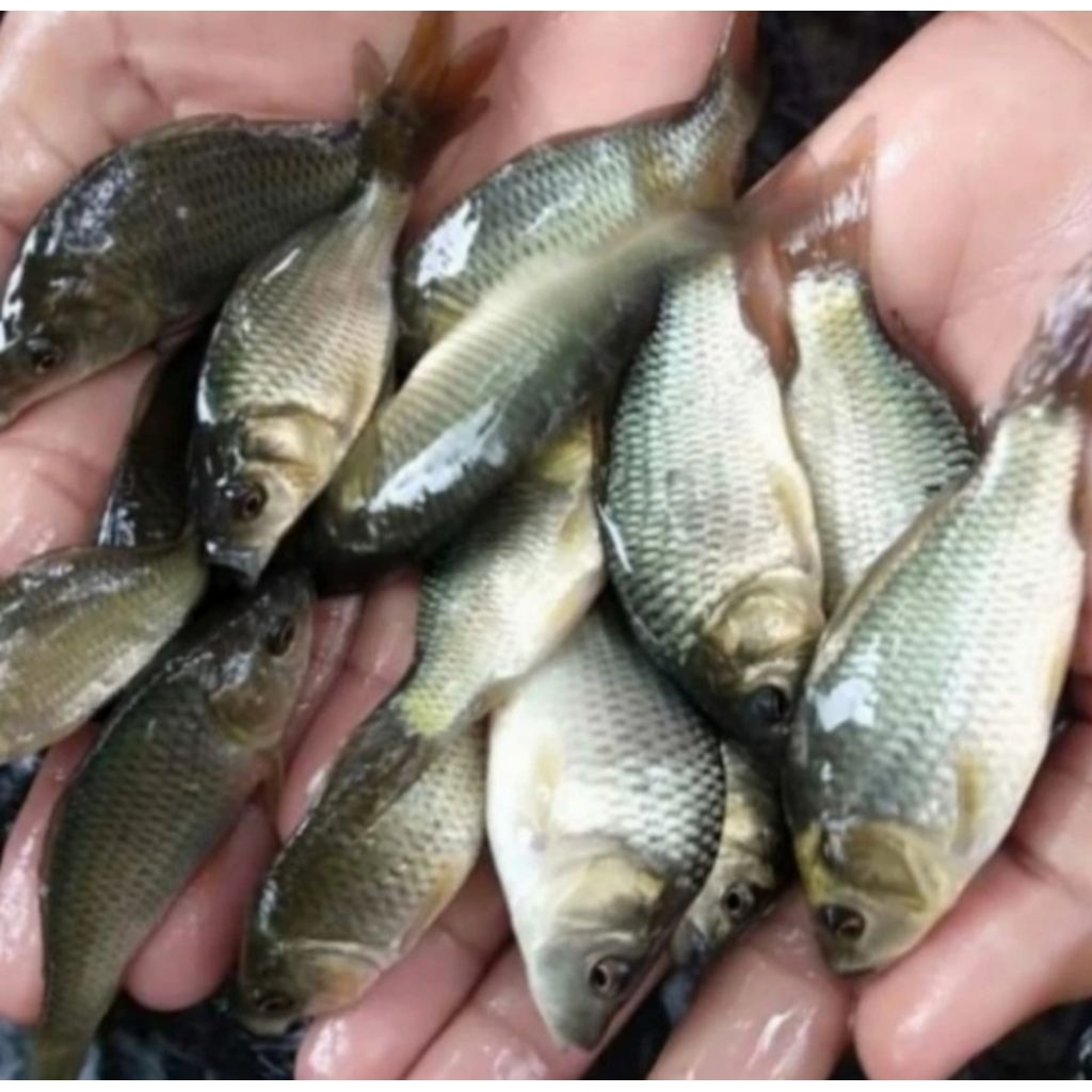 Paket bibit ikan mas konsumsi size 7-8 cm (isi 100 ekor)