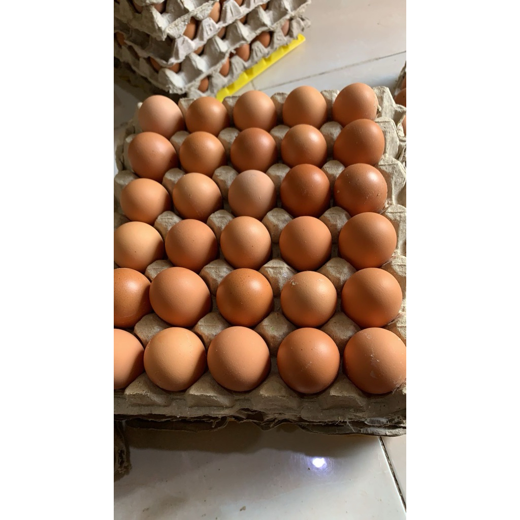 Telur ayam omega 1 krat