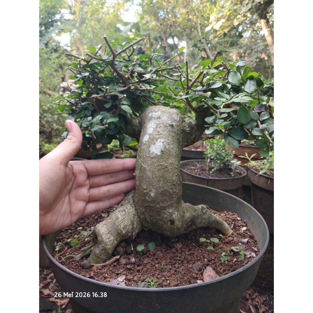 Serut unik bahan bonsai