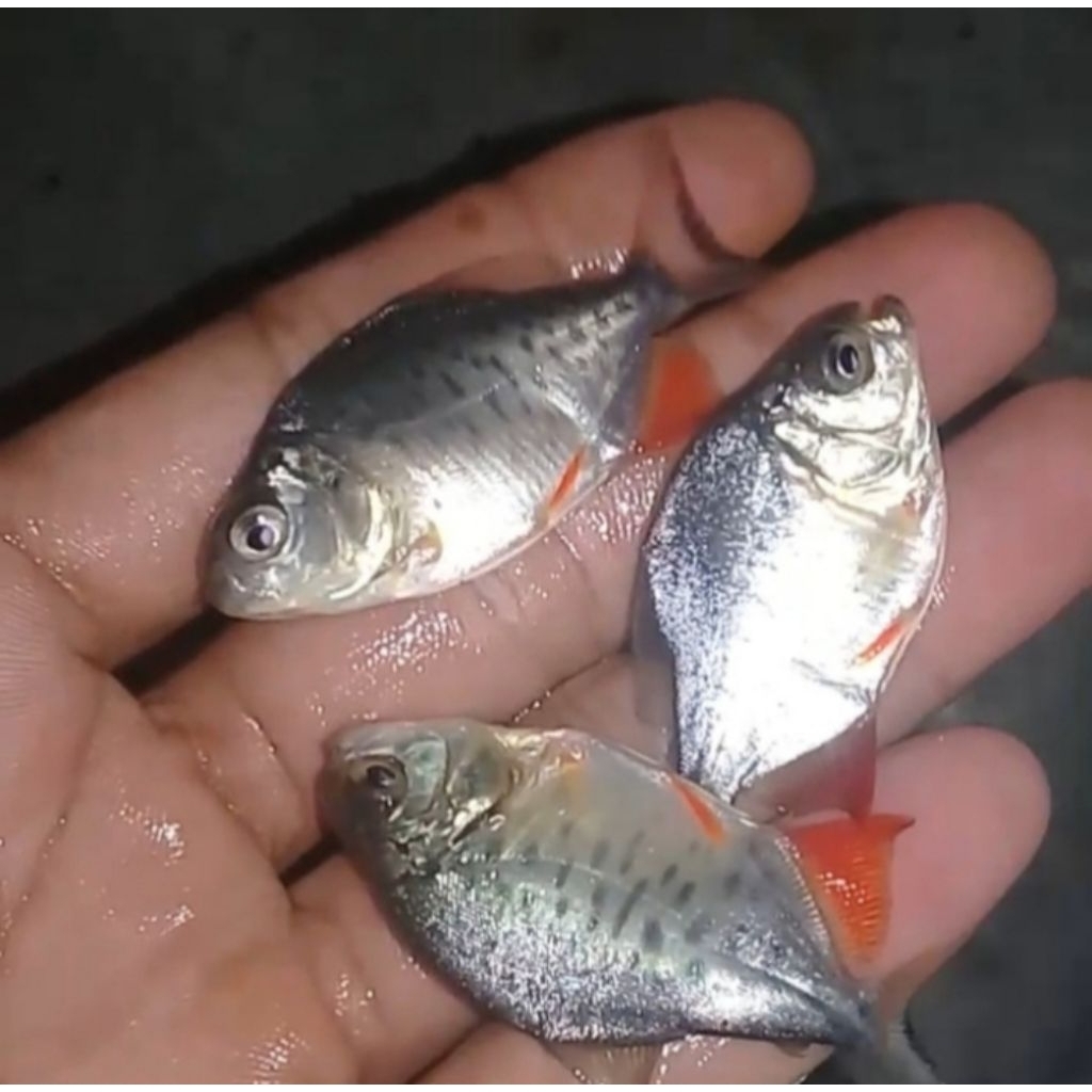 Paket bibit bawal ikan air tawar (isi 50 ekor)
