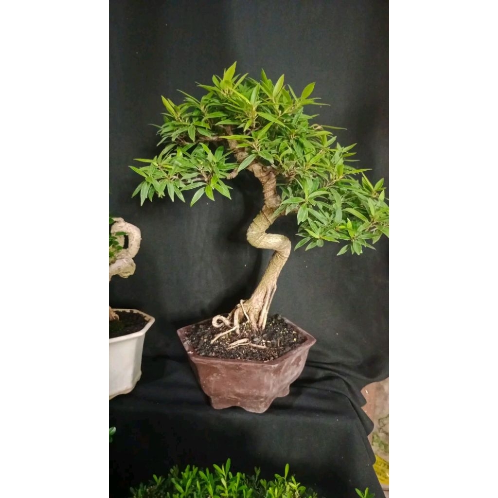 Tanaman hias bonsai iprik afrika / ficus california import