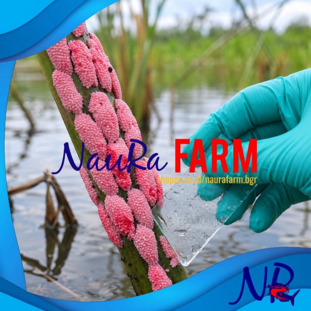 TELUR PINK KEONG MAS SAWAH SEGAR Super High Protein - Pupuk Tanaman/Pakan Ternak/Penelitian & Budida