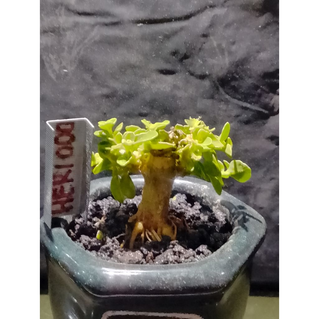 Bonsai mini sancang