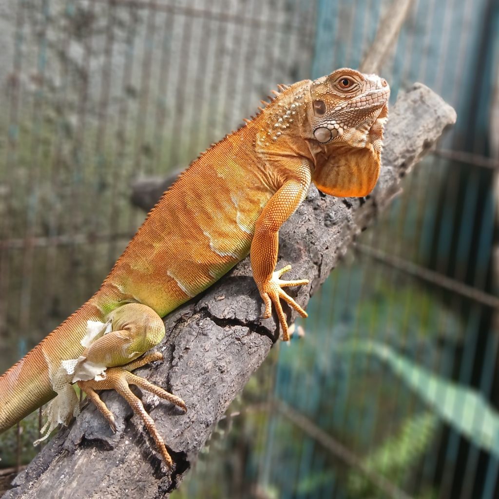 Pelet Pakan Reptil Red Iguana Juve 55 cm Bongsor