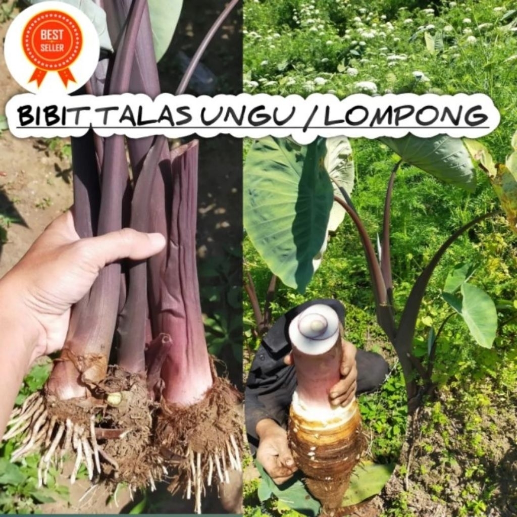 50 bibit talas kimpul ungu, bibit mbote talas ungu