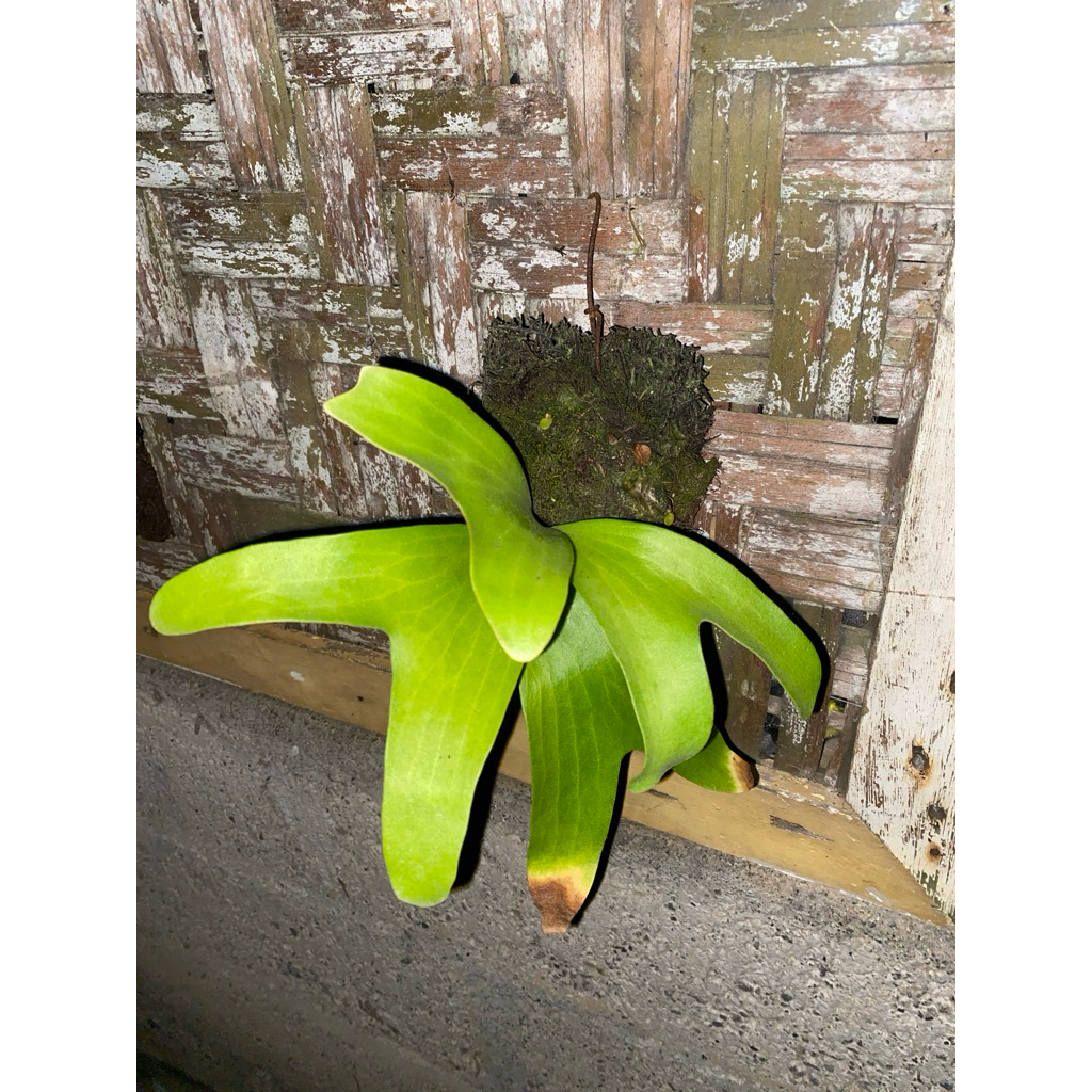 Platycerium artemis size M
