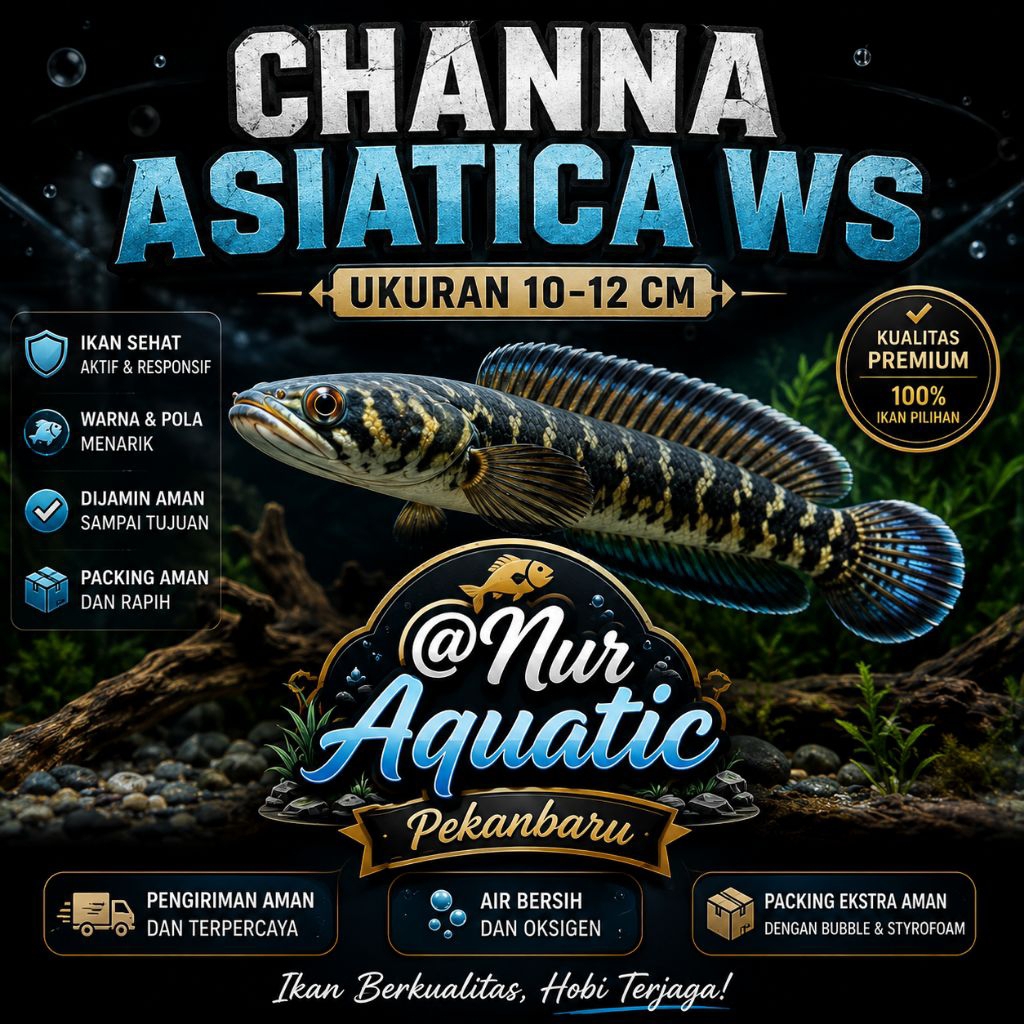 hiasan aquarium ikan Chana Asiatica WS ukuran 10-12