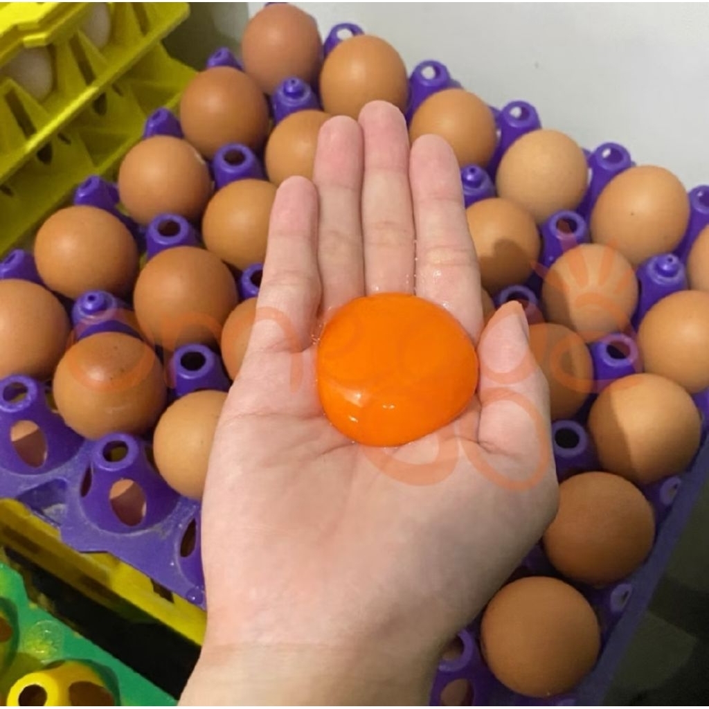 Telur Ayam Omega 10 Butir - Kaya Omega 3, Tinggi Protein, Segar