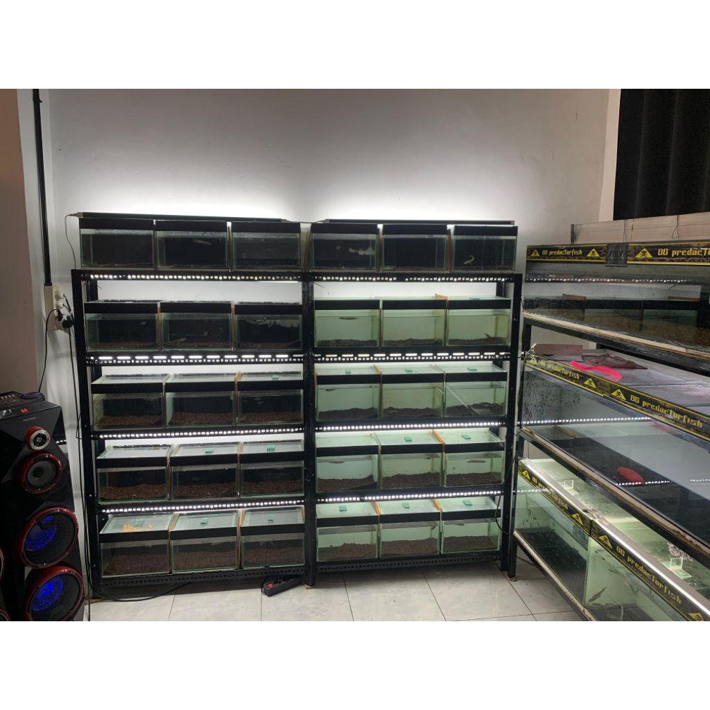 Maru Yellow Sentarum single Tank Simet/Bar rapi  9-12cm (free stiker)