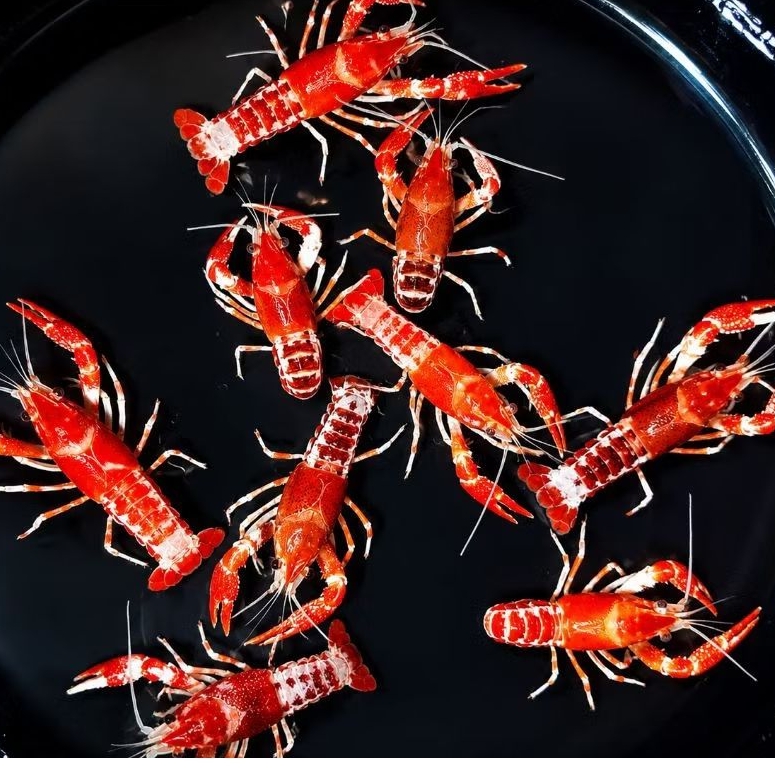 khusus Reguler Hiasan aquascape Lobster Hias ghost Clarky size 5-7cm pembersih Aquarium