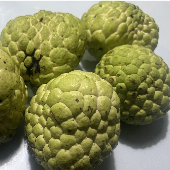 entres srikaya jumbo thailand 5 mata tunas
