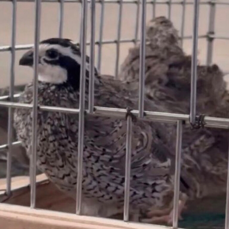 Telur Tetas Puyuh Bobwhite Silver