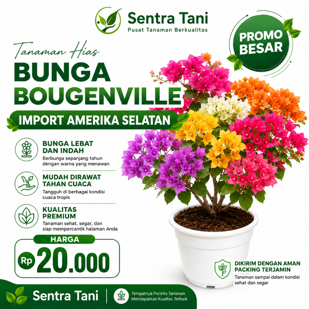 Tanaman Hias Bunga Bougenville Hybrid - Bibit Bunga Kertas/Bougenville IMPORT