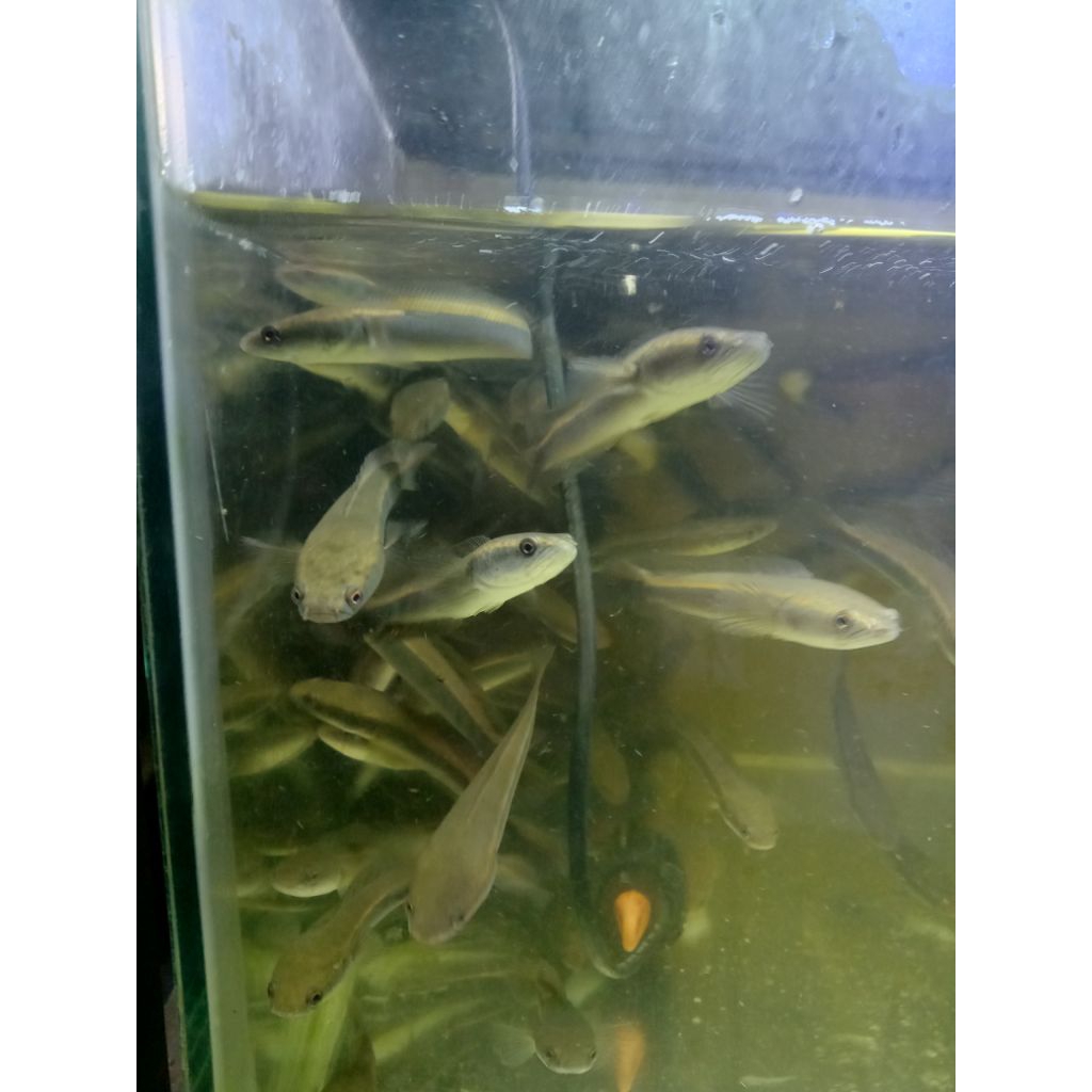 channa maru yellow Sentarum 11-13cm / Chana maru ys