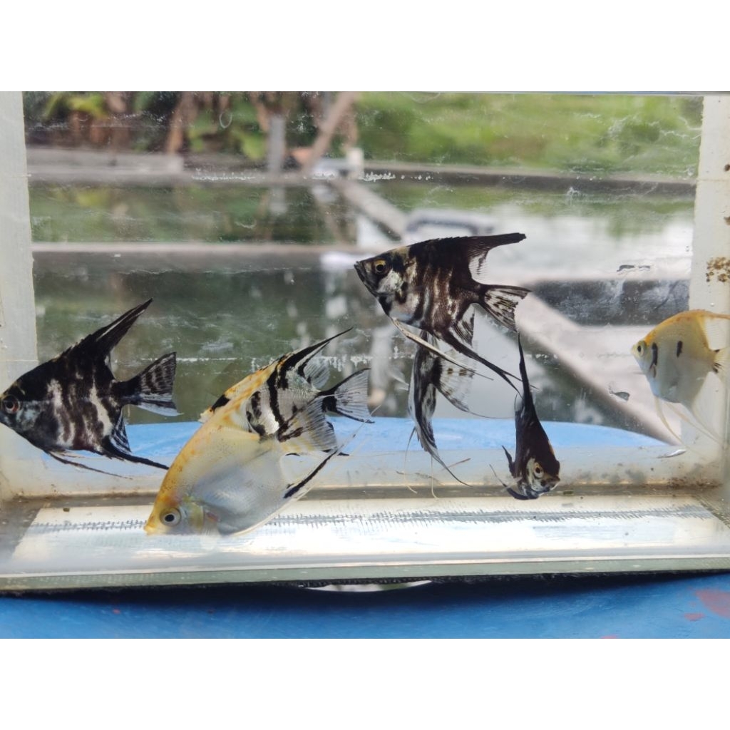 ikan manfish