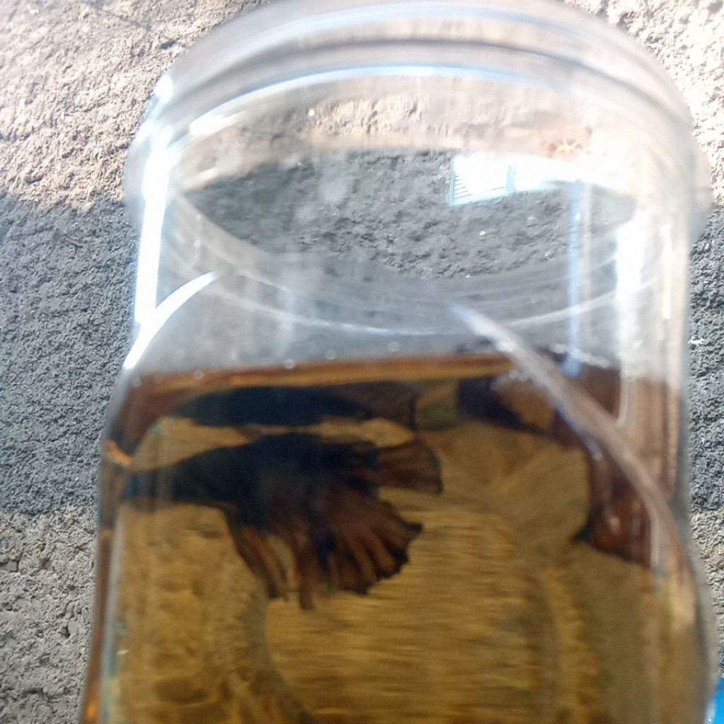 cupang black/gold