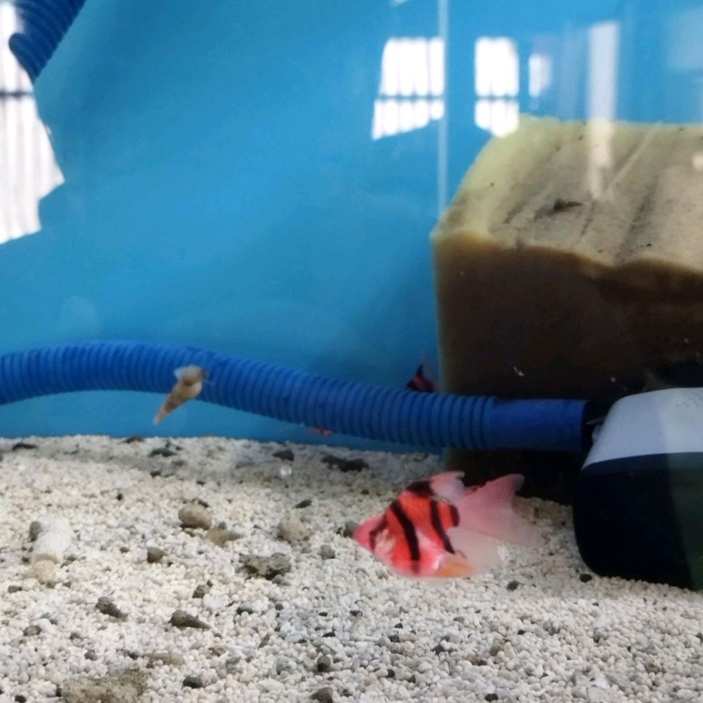 RED TIGER SUMATRA BARB BALON SLAYER