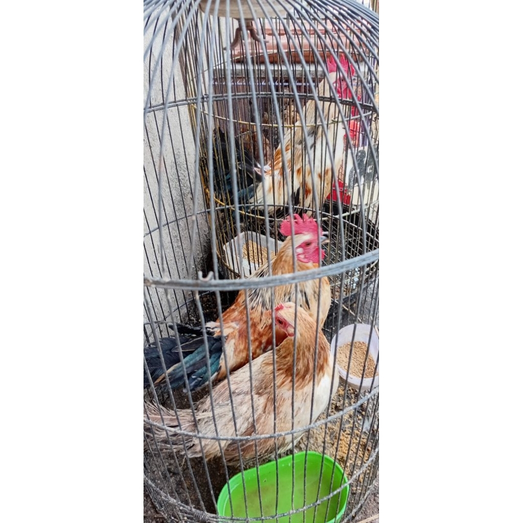 persilangan ayam hutan merah dengan ayam serama