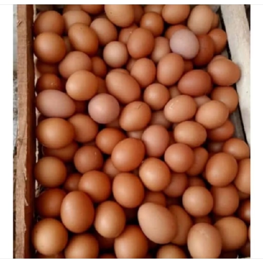 TELUR 1KG / AGEN TELUR BANG JUKIH