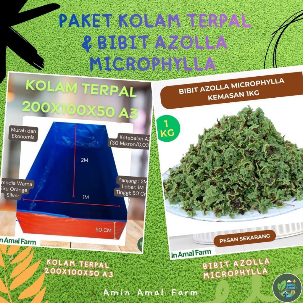 Paket Azolla Microphylla 1 KG + Kolam Terpal 200x100x50 (Cm) A3 Korea Murah dan Sudah berbentuk Kota