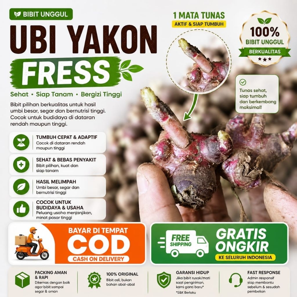 Bibit Rimpang Ubi Yakon Asli Termurah | Bibit Tanaman Yakon Siap Tanam | Umbi Yakon Berkualitas