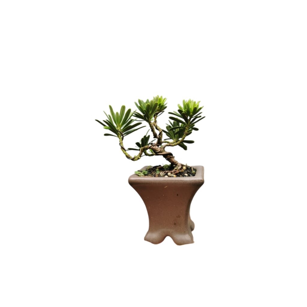 lohansung Blue Cincuan / Bonsai Cincuan