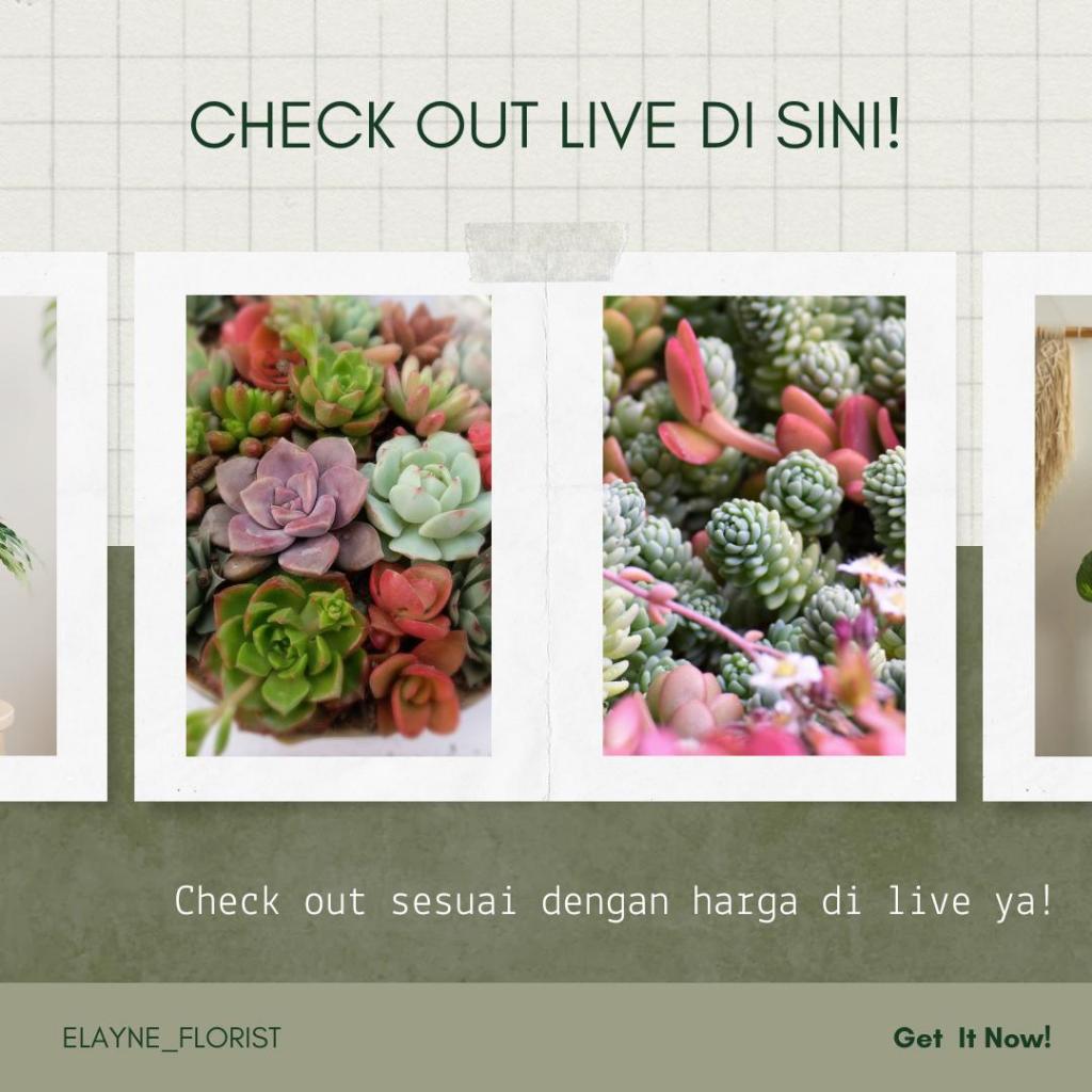 LINK CHECK OUT LIVE 1 KG HARGA 105K-200K / ELAYNE FLORIST