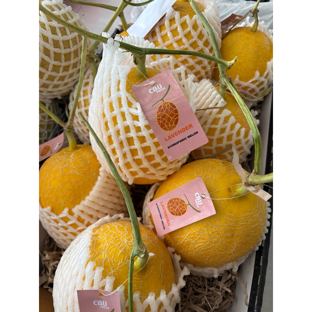 Melon lavender