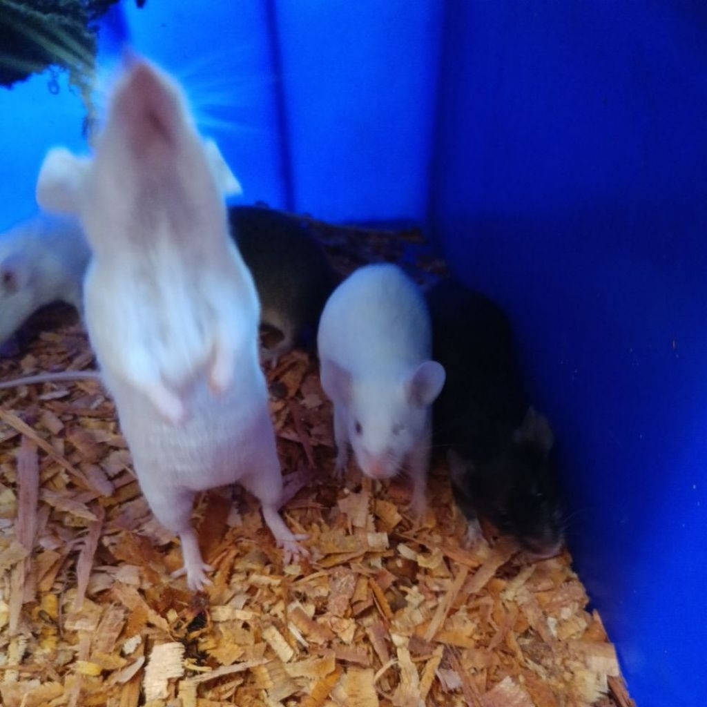 tikus mencit dewasa