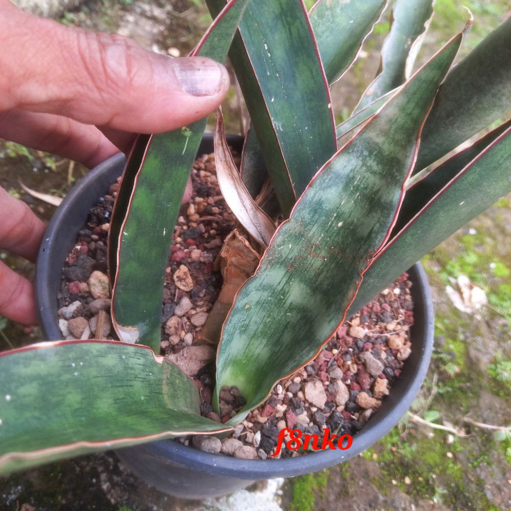 ES. 22421. sansevieria sp. Tanzania, loc 41/41.