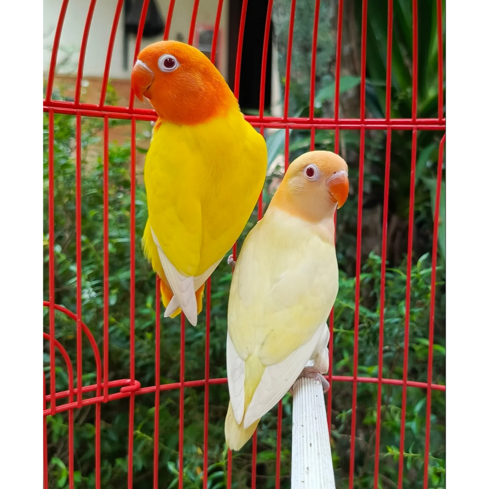 Burung Lovebird Lutino x Creamino MM Sepasang