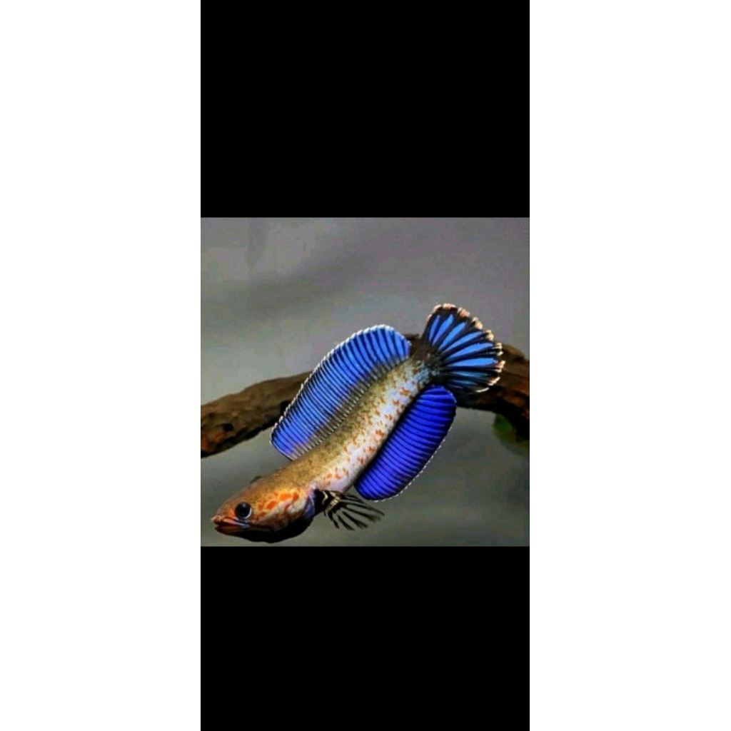 chana andrao size 4-5 cm  gredA andrao mangap berkualitas warna mantap produk terlaris