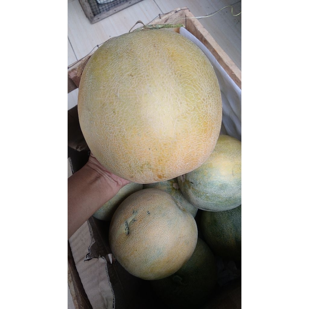 melon madu
