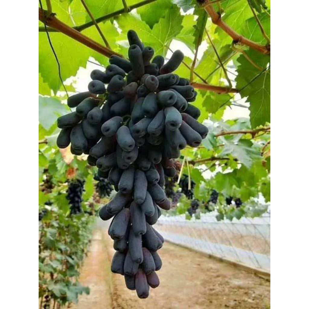 BIBIT pohon buah anggur moondrop - pohon anggur moondrop