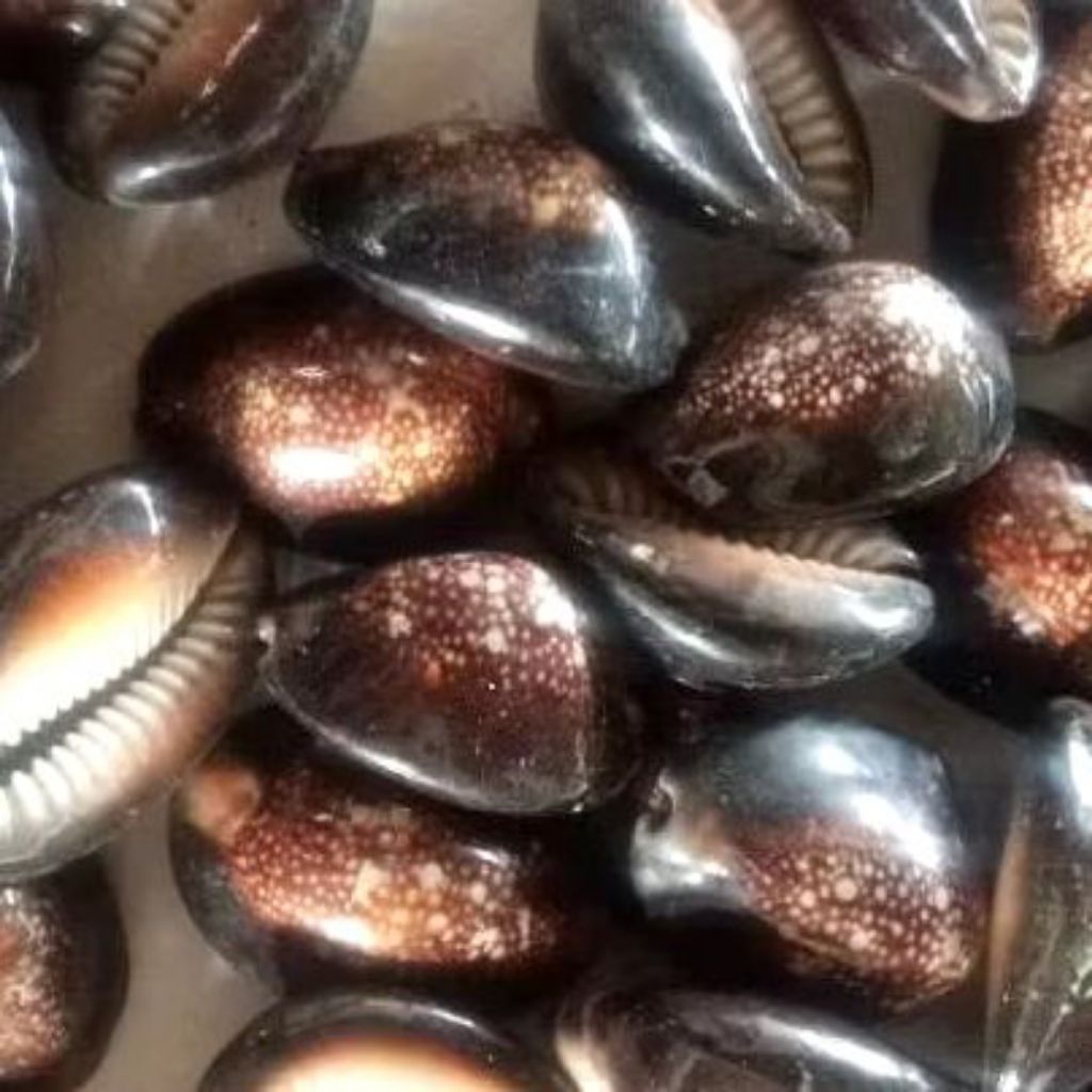 Cangkang kerang.kuwuk Hitam.Biji bekel.Harga per 1kg