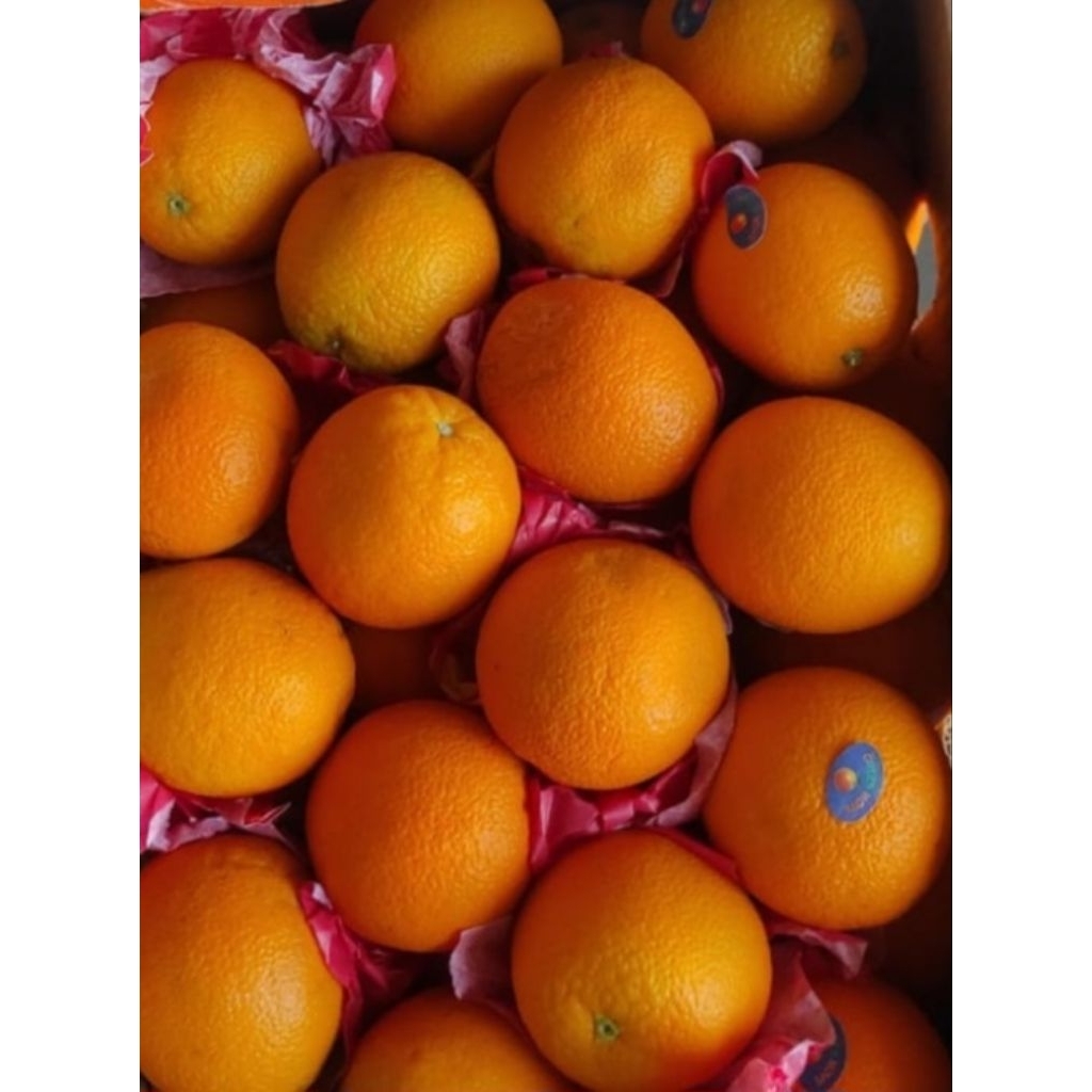 JERUK SUNKIST NAVEL VALENCIA / MESIR