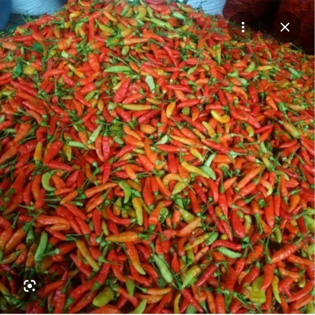 Cabe Caplak Merah