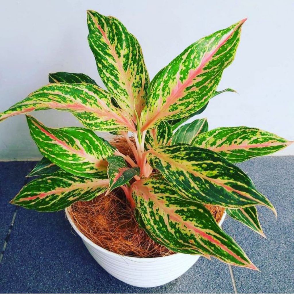 Aglaonema butterfly - tanaman hias aglaonema butterfly