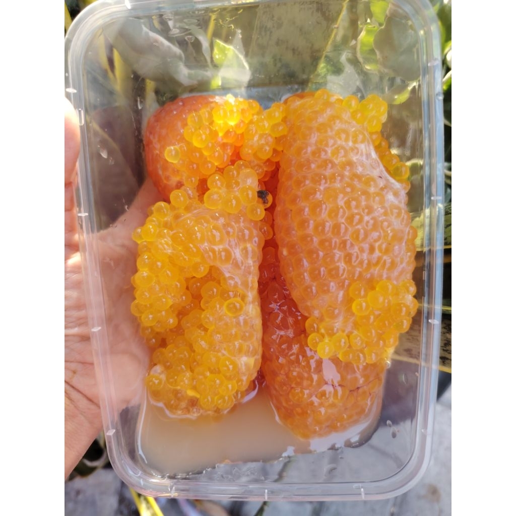 TELUR IKAN SEMBILANG