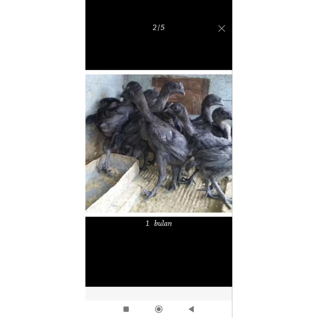 Anakan Ayam cemani tersedia berbagai jenis Usia
