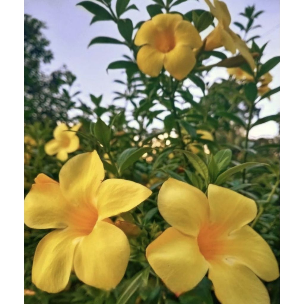 Pohon Alamanda Bunga Kuning Tanaman Hias Alamanda Kuning