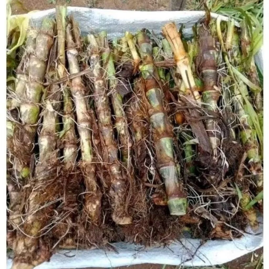 Promo COD BIBIT ODOT BIBIT RUMPUT ODOT PAKAN TERNAK HEWAN 10 batang