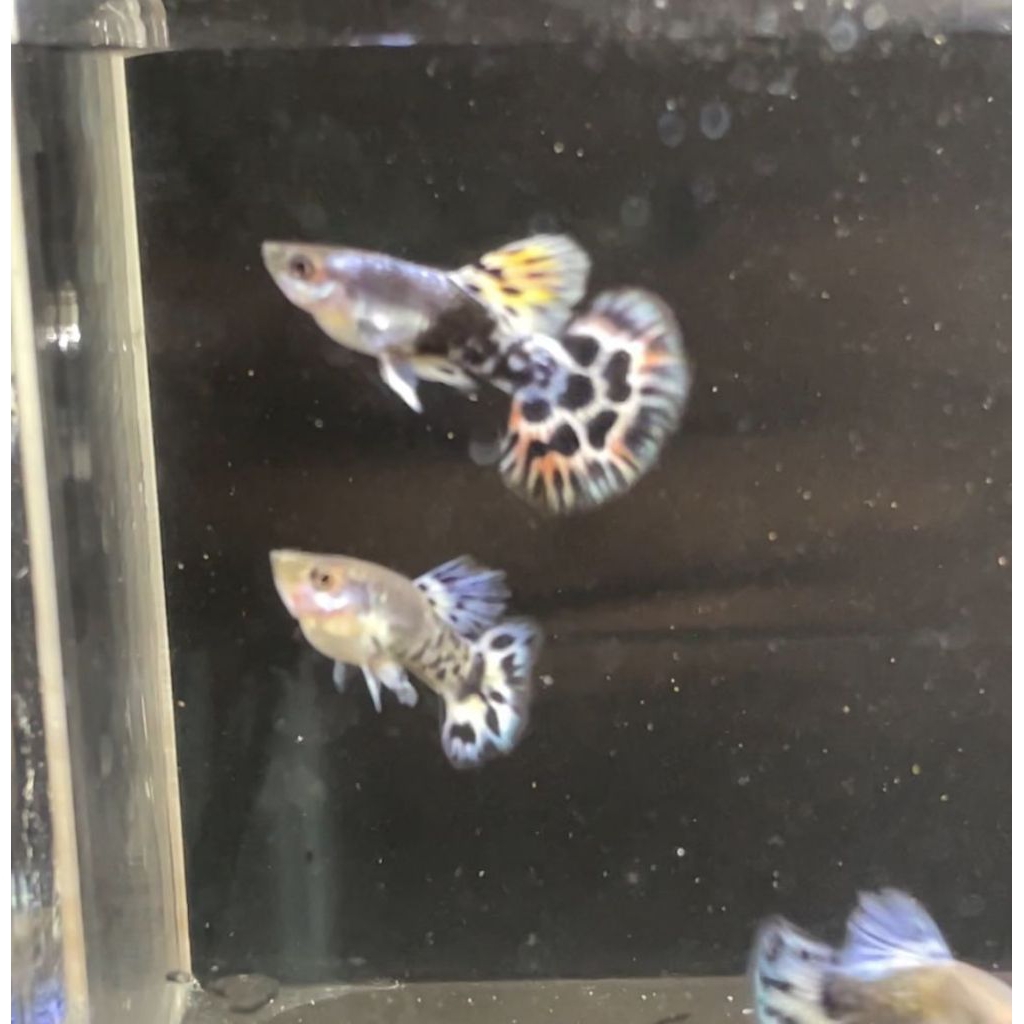 sticker guppy blue leopard sepasang berkualitas, grade A