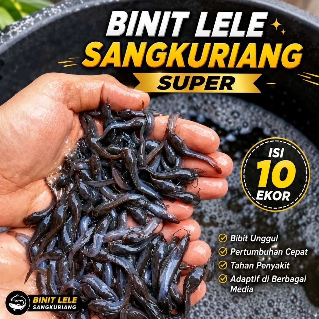 Hiasan aquarium bibit lele sangkuriang jumbo ukuran 3/5 10 ekor