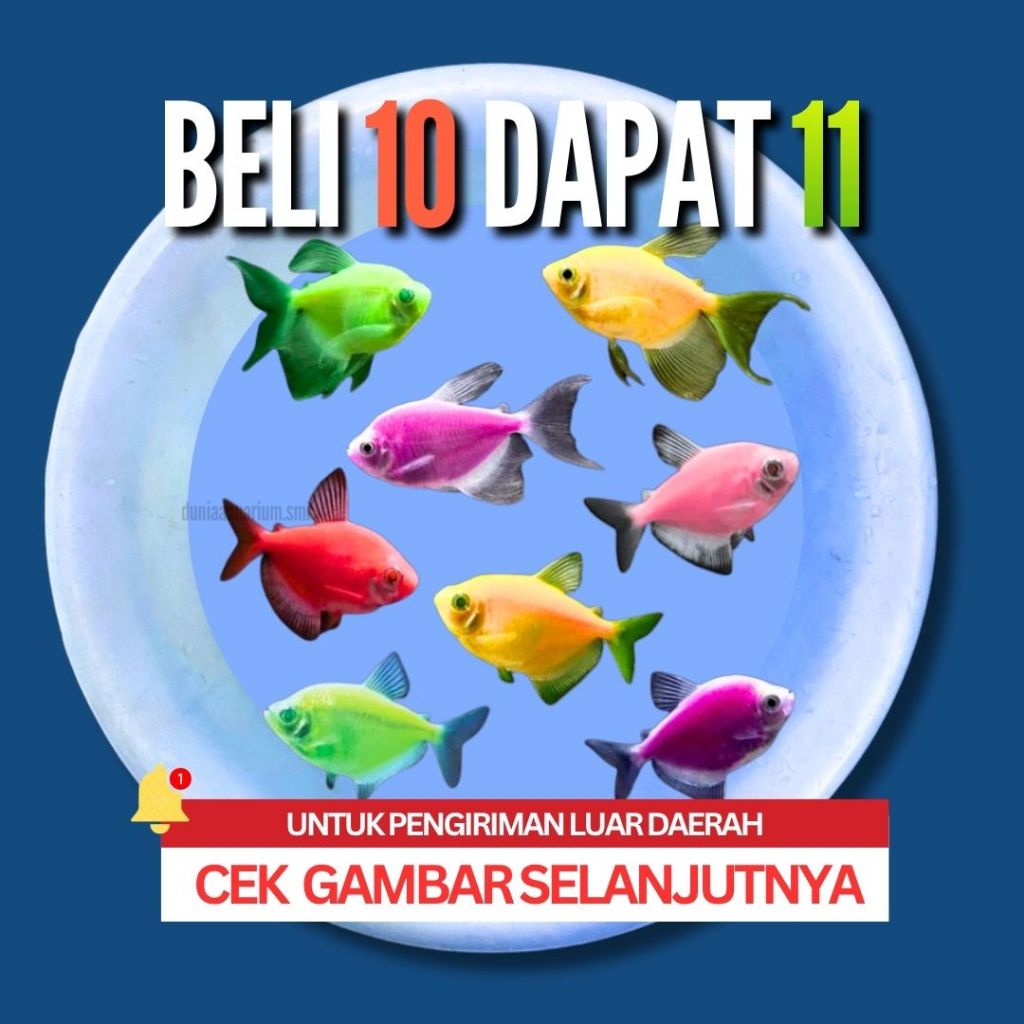 [BELI 10 DAPAT 11] GLOFISH / GLOWFISH TETRA - IKAN WARNA WARNI
