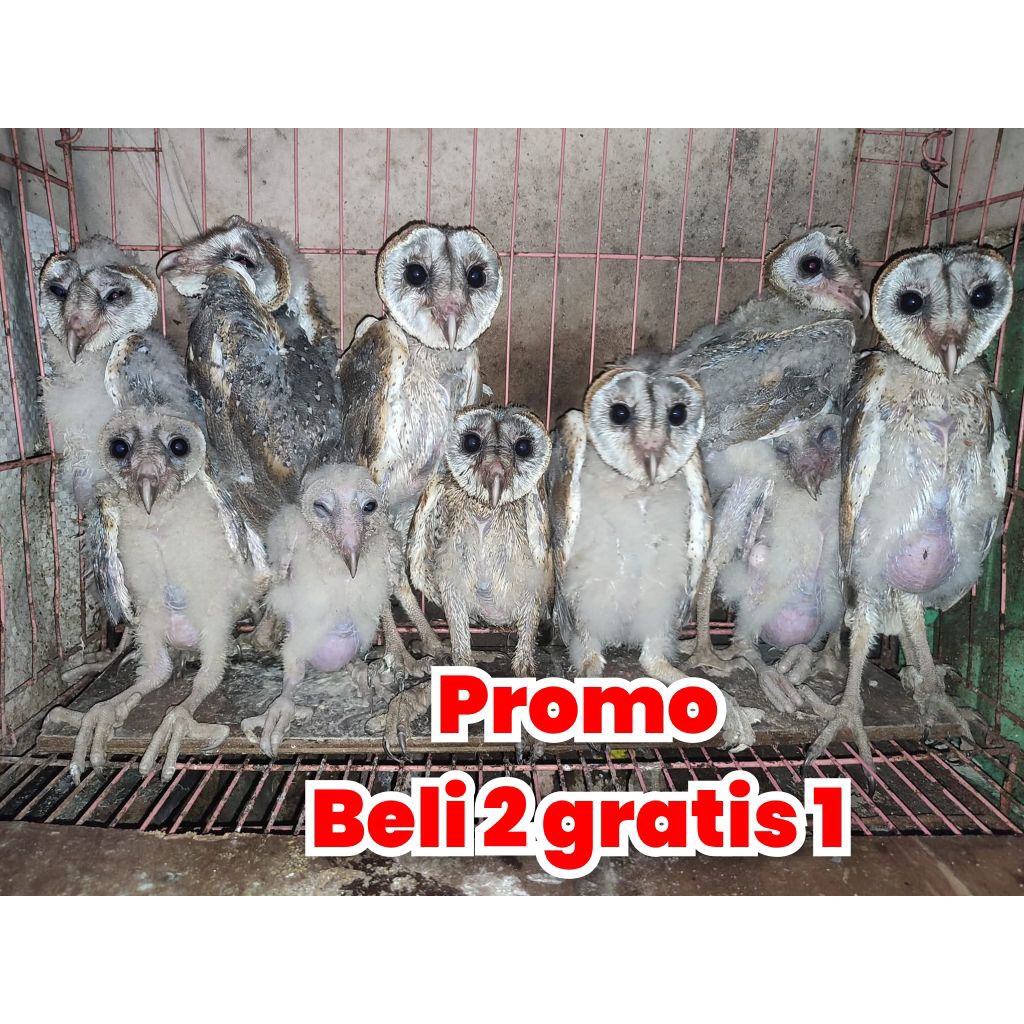 burung hantu tyto alba