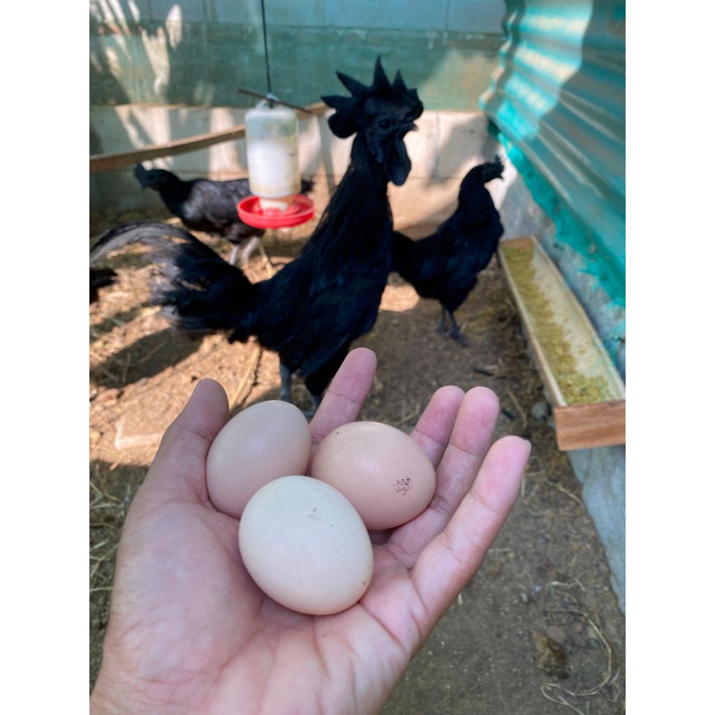 TELUR TETAS AYAM CEMANI ASLI LIDAH HITAM