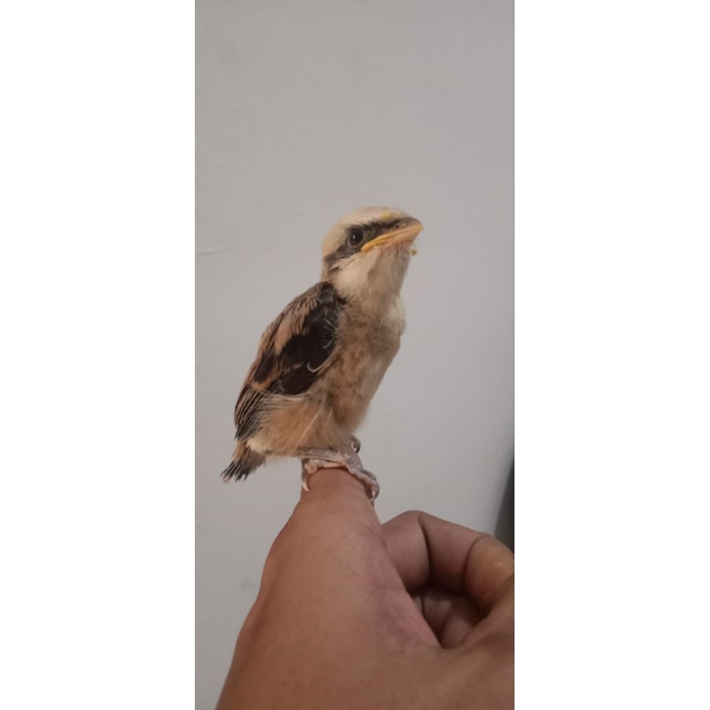 burung anakan pentet jatim loloh