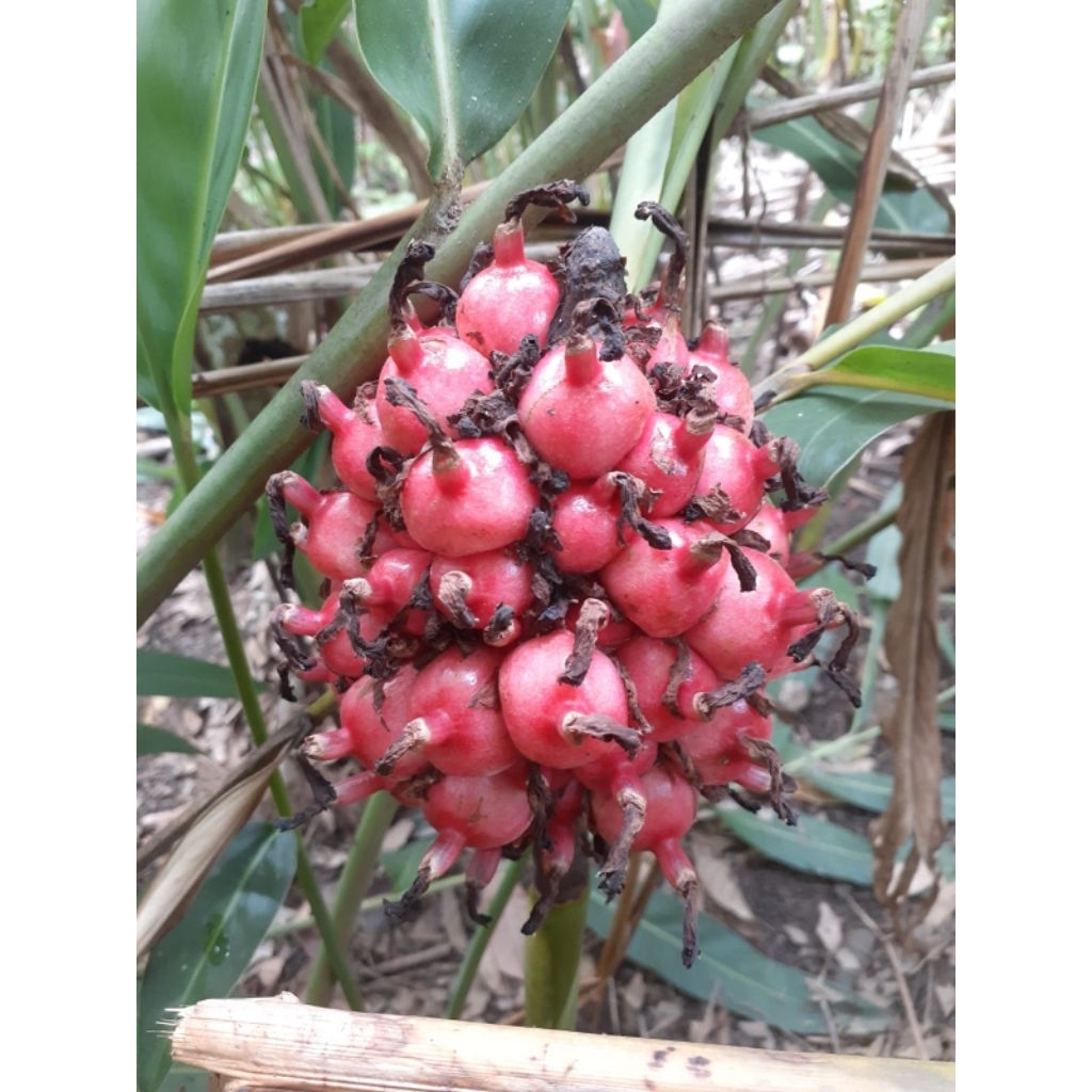 Asam Patikala Kecombrang 1kg